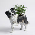 Border Collie Dog Planter Figurine Indoor Decorative Flower Pot Hand Painted Style Modern Pet Lover Home Decor Gift