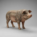 Italian Baroque Standing Pig Nativity Figurine Rustic Farm Animal Sculpture Religious Scene Companion Decorative Collector Object 3D Print